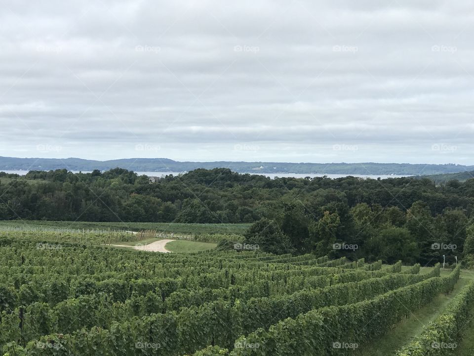 Vineyard with a view