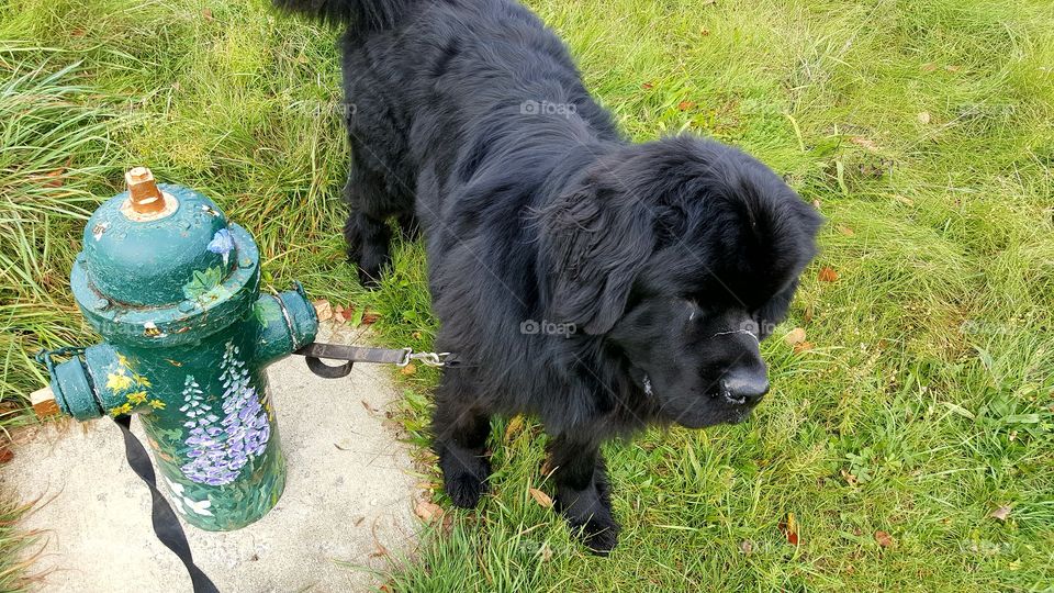 newfoundlander dog puppy