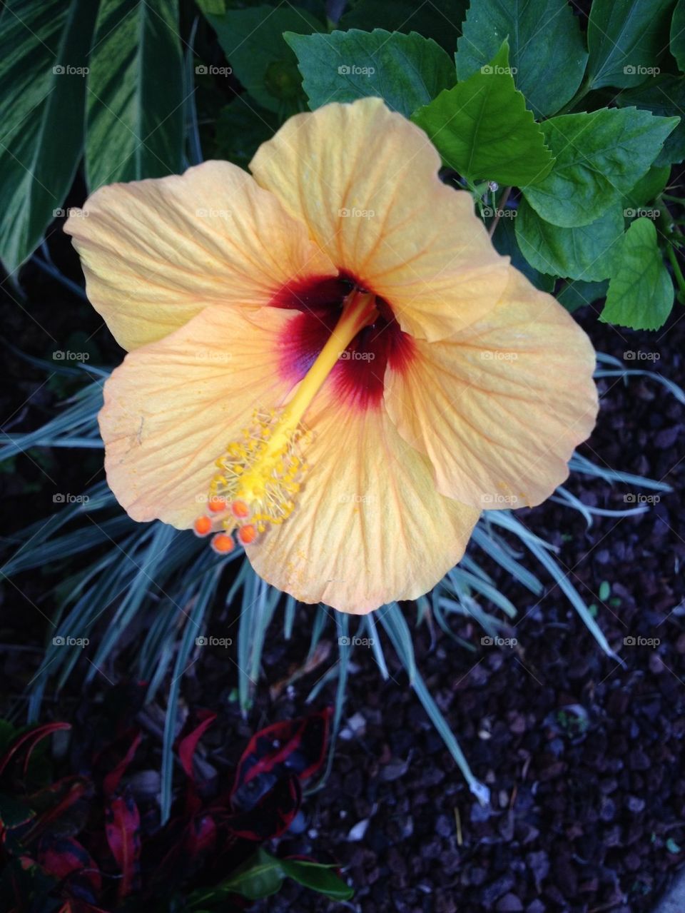 Hibiscus