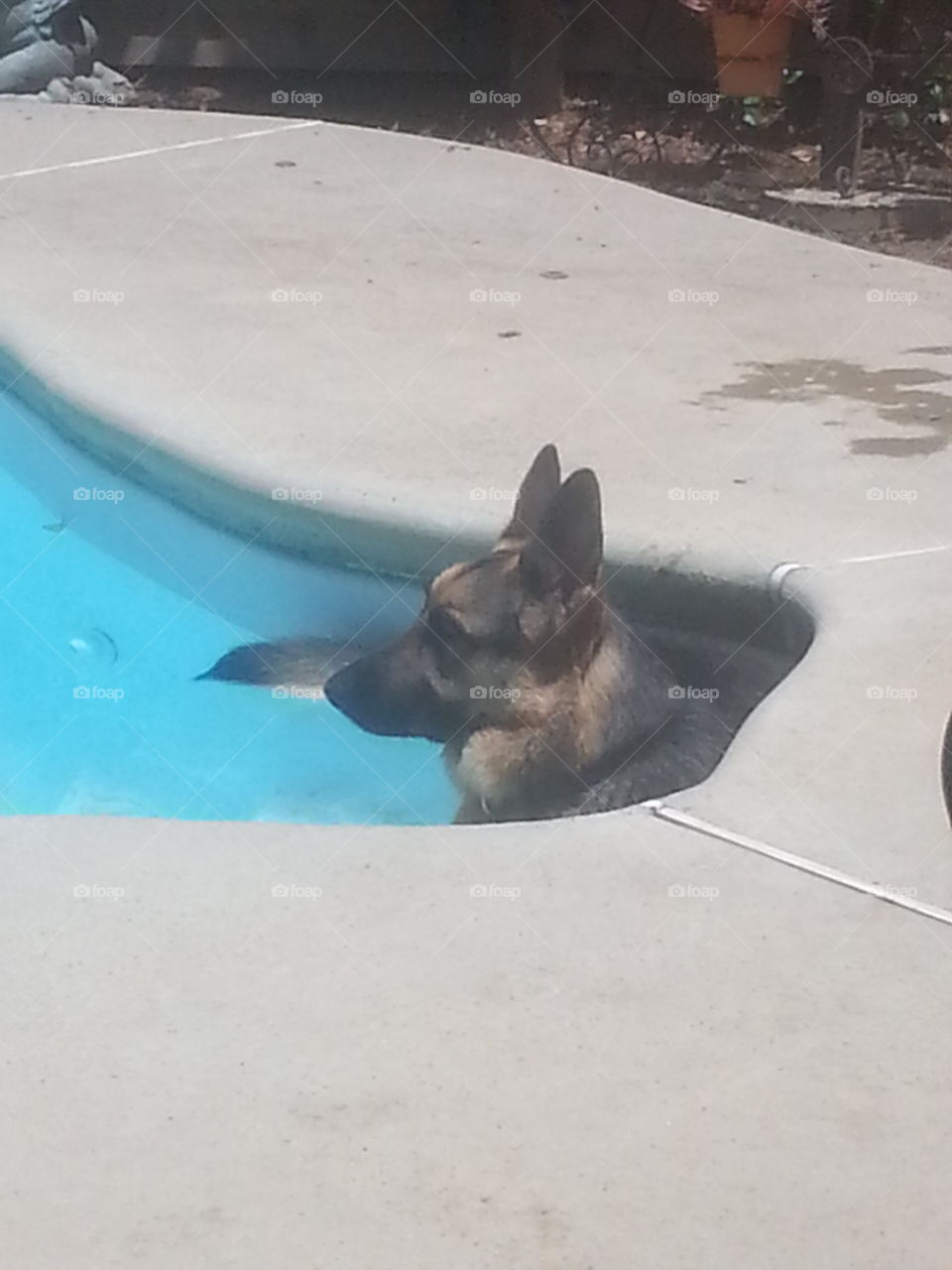 its a dogs life