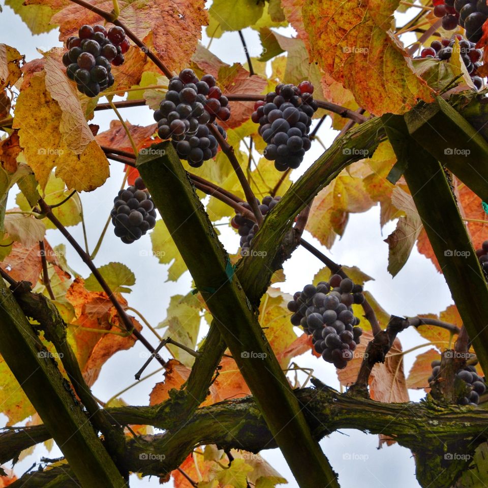 Ripe grapes in Autumn