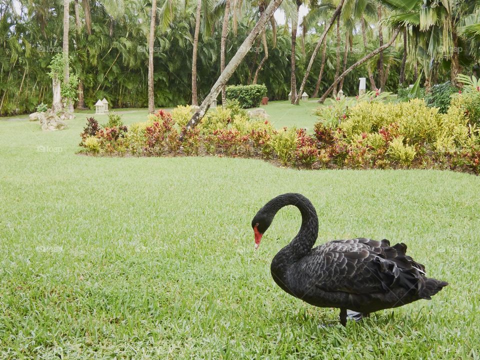 precioso cisne negro en un entorno de vegetación y plantas coloridas con fondo de palmeras