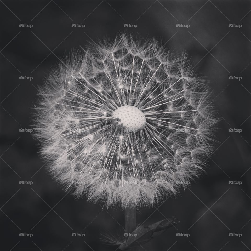 Black & White Dandelion