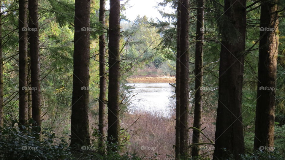 Looking through the trees