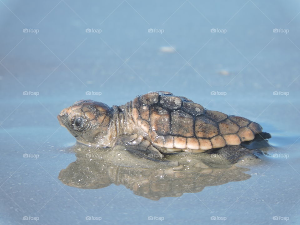 Loggerhead turtle hatchling