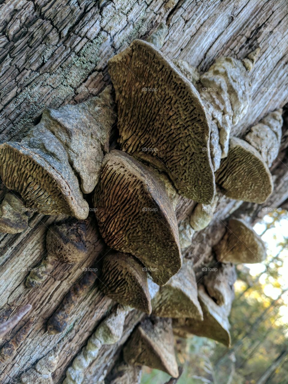 tree fungus