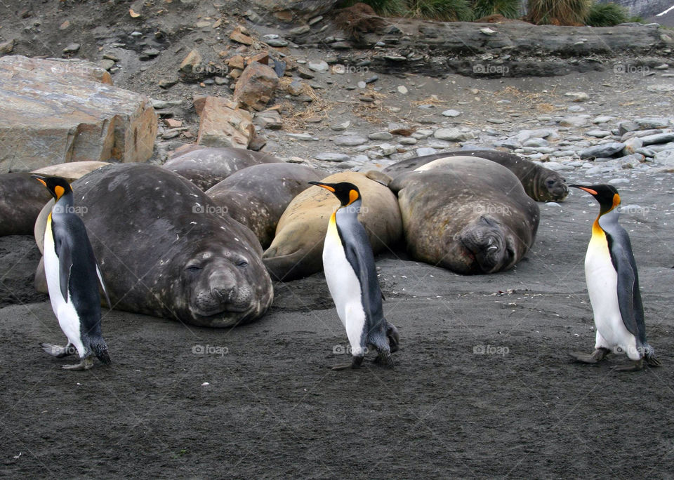 Close-up of penguins and seal