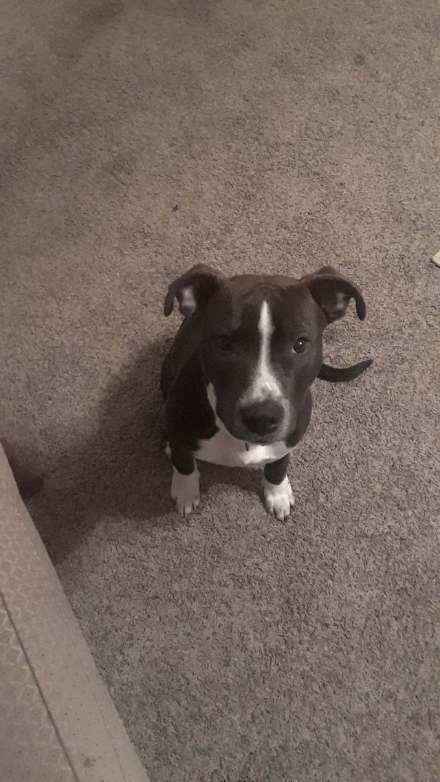 pooch