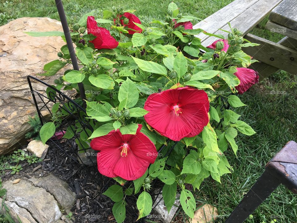 Beautiful Deep red hibiscus 