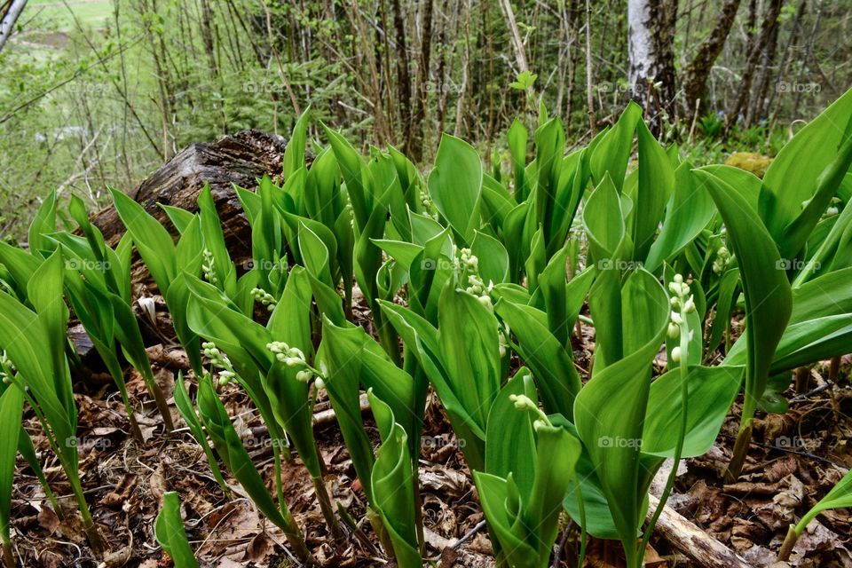 Convallaria majali - lily of the valley 
