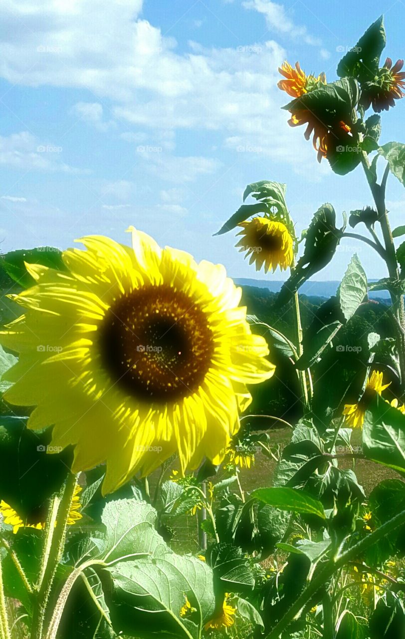 Sunflowers in Sunlight