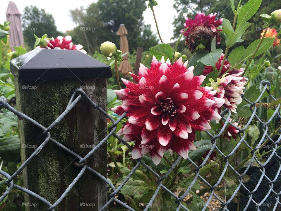 Dahlia