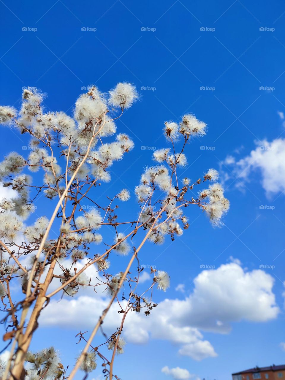 белый- синий