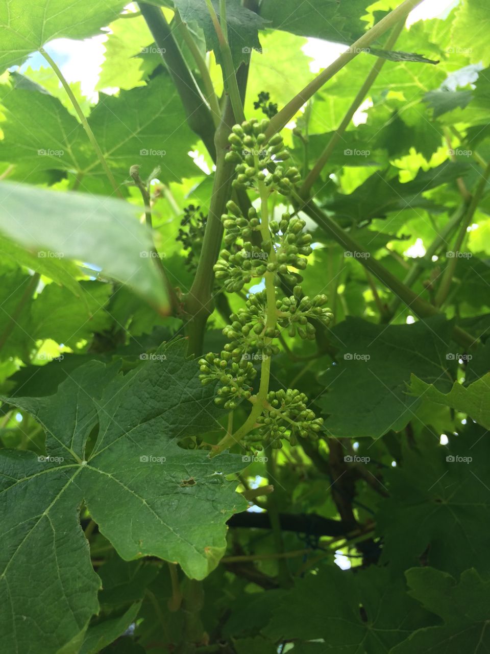 Young Grape vine fruit