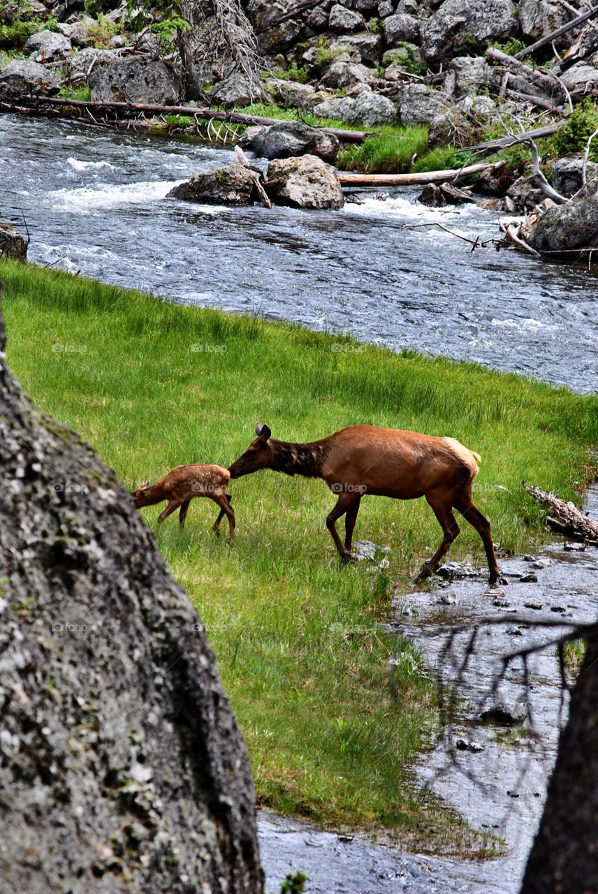 Mother elk helps baby through rough waters. 
