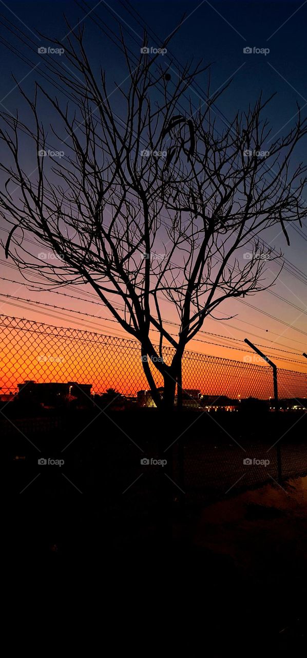 All the trees are losing their leaves and not one of them is worried..