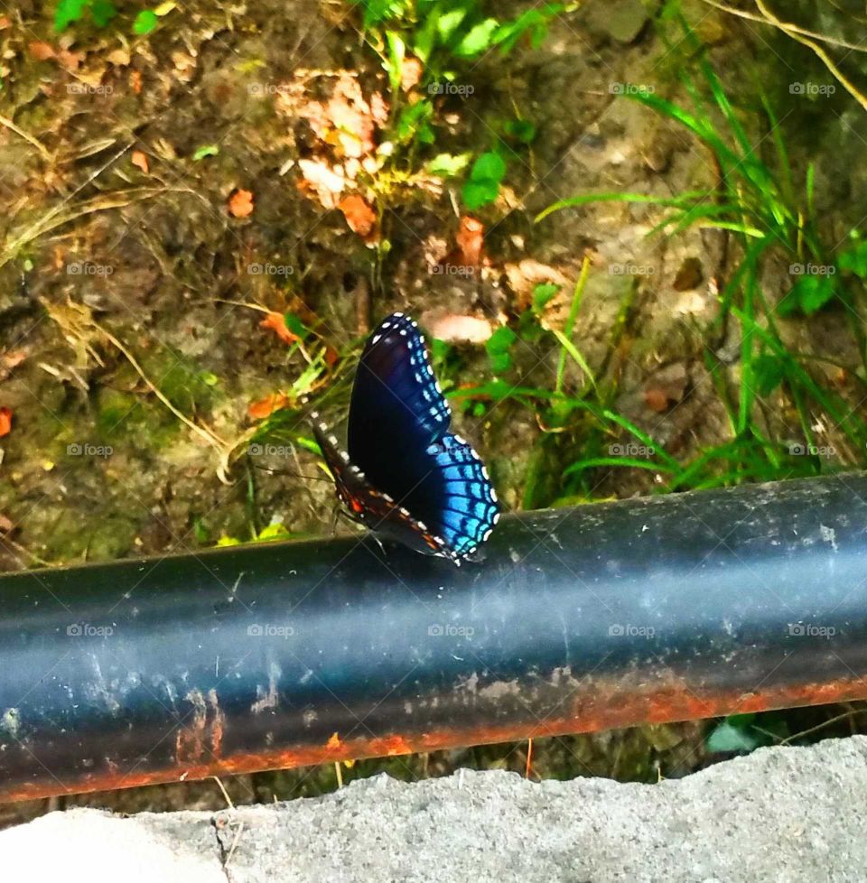 Blue butterfly on rail.