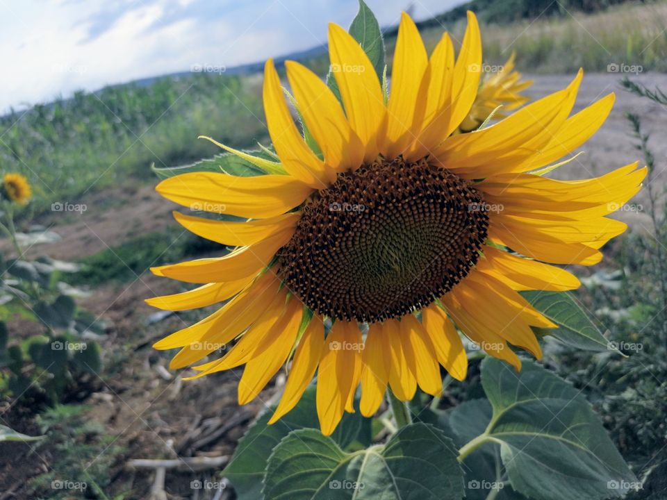 Sunflower