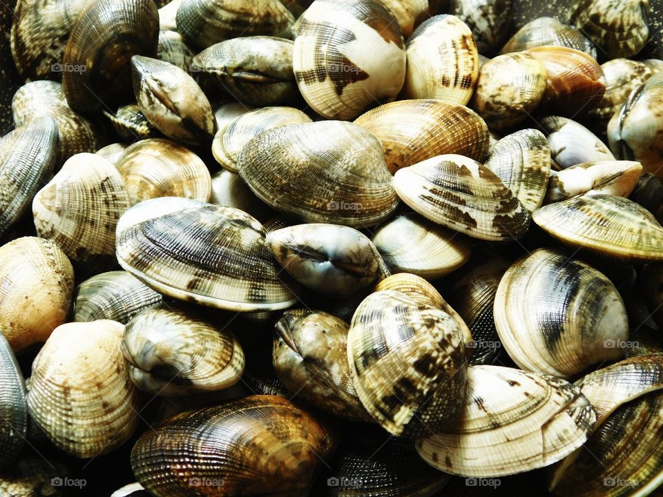 clams