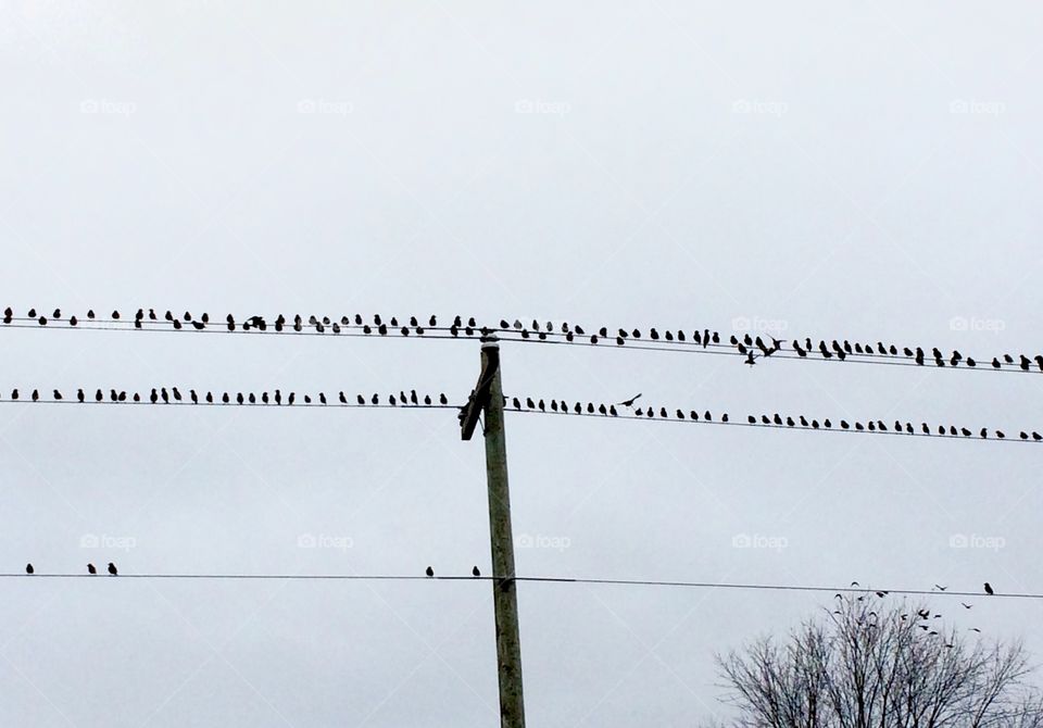 Birds perching on a wire