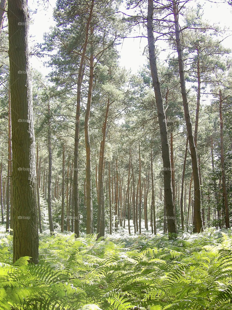 Deep beautiful forest AREA