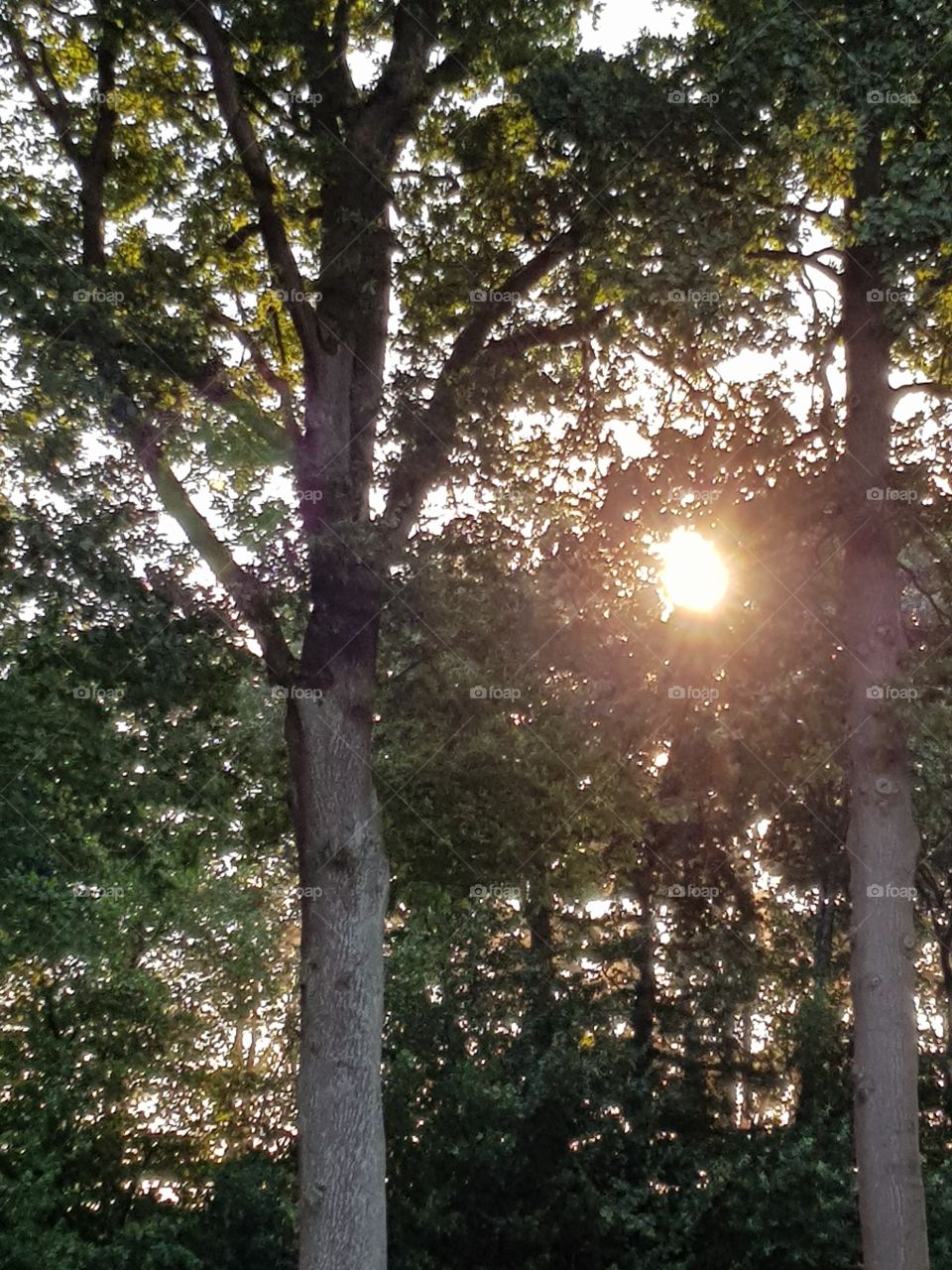 Sun streaming through trees