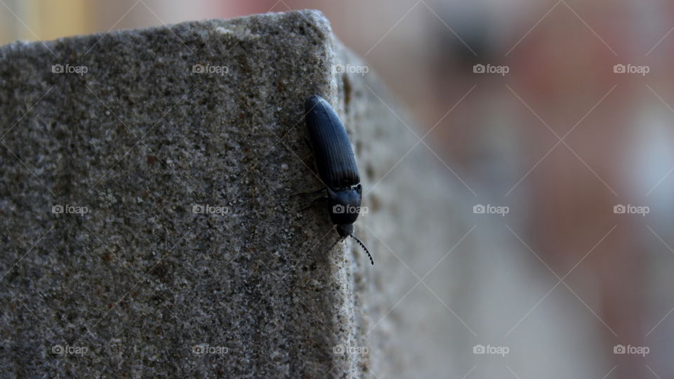 insect crawling around