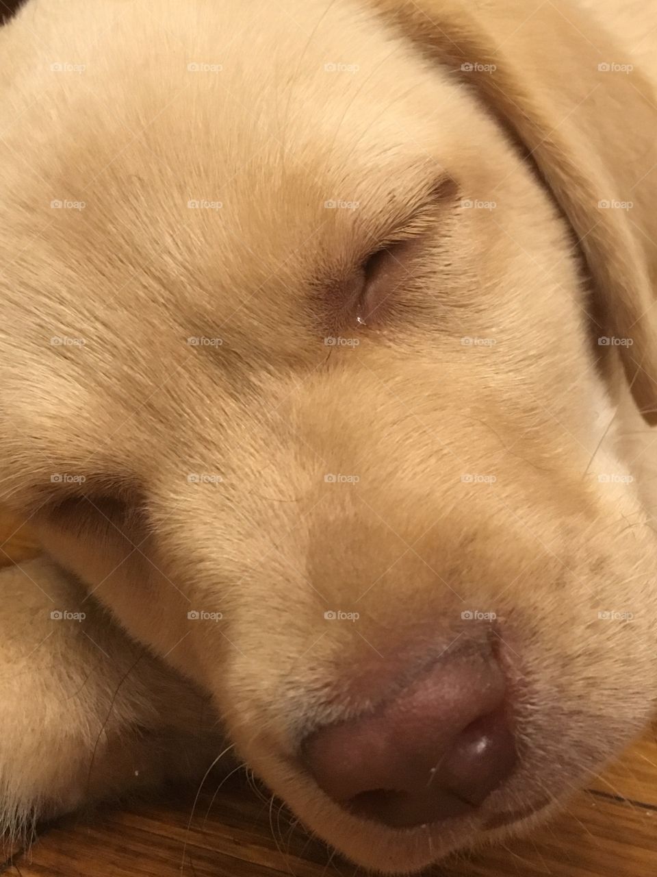 Sleepy yellow puppy 