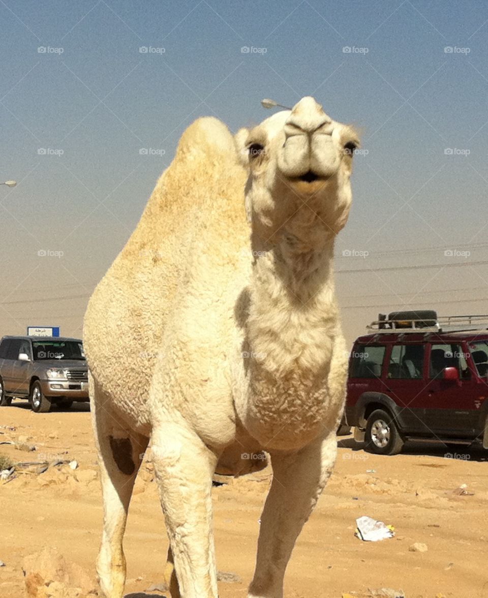 Dromedary