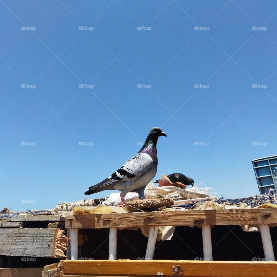 two pigeons on the roof