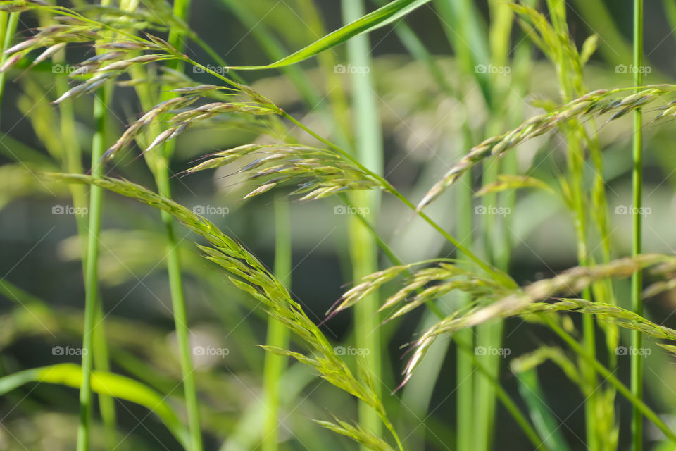 Green Grasses Closeup