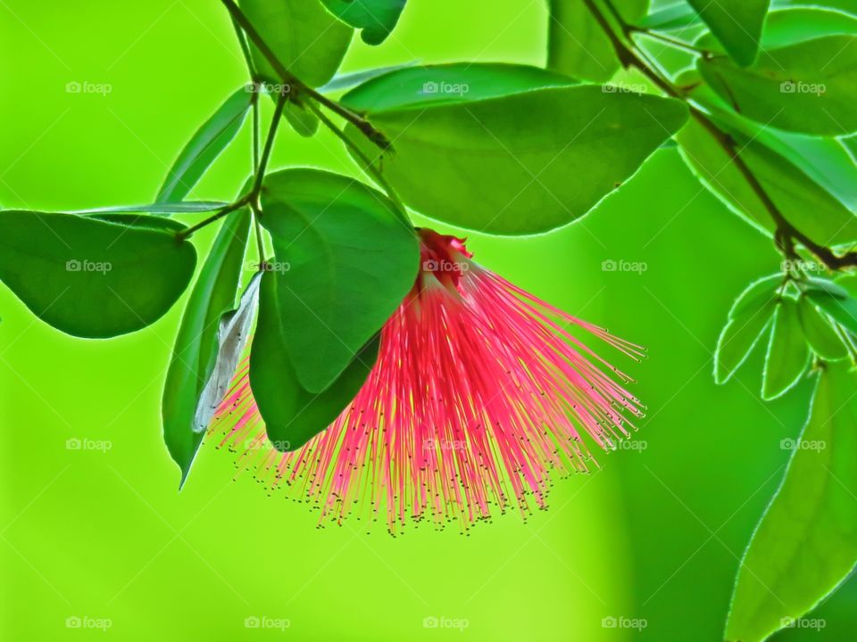 Red flower blooming on plant