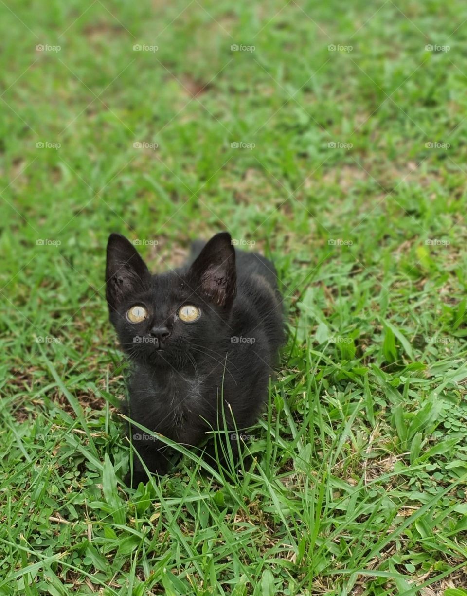 Bombay Cat the Pet