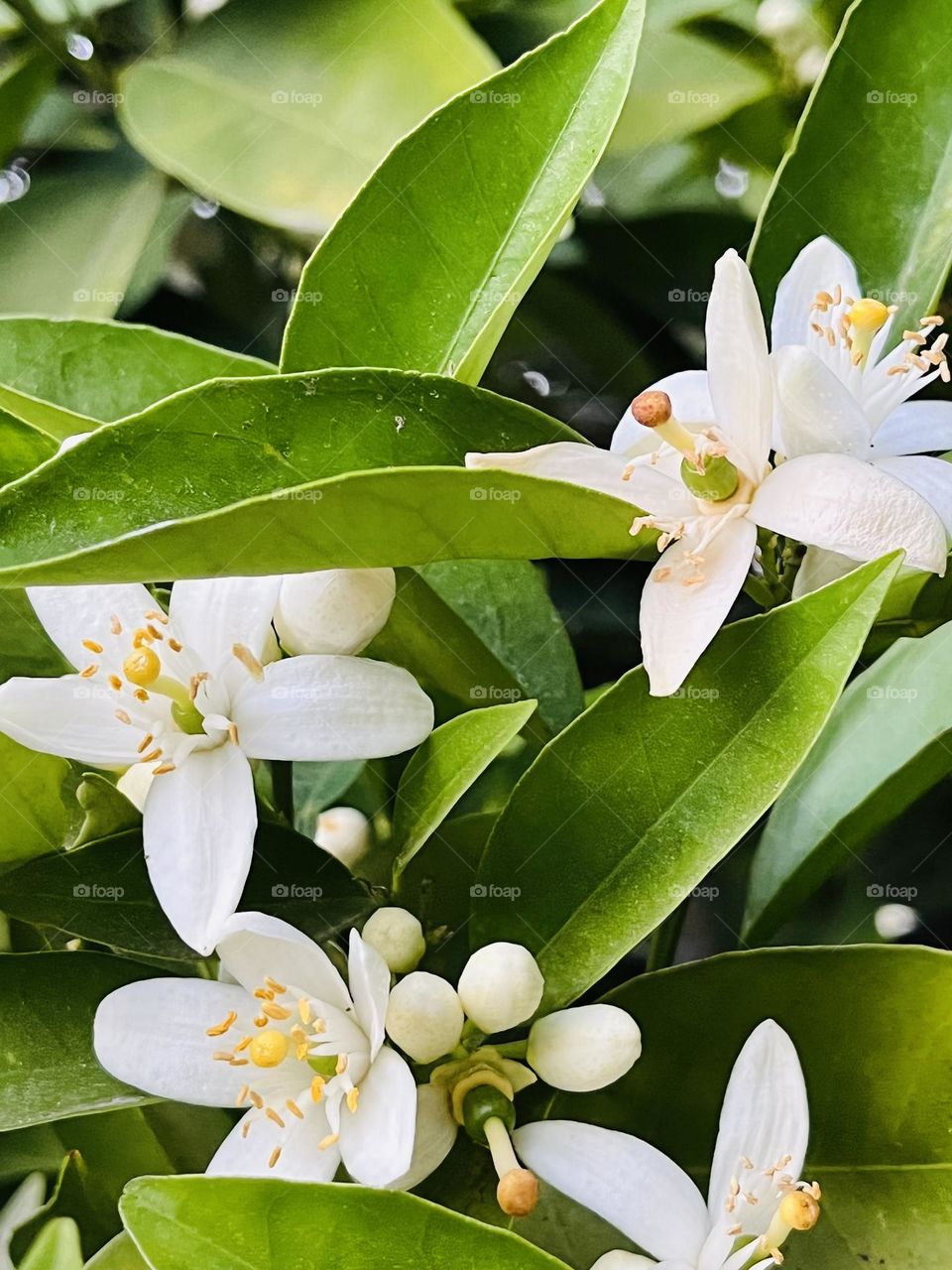 Cluster of orange blossoms on an orange tree
