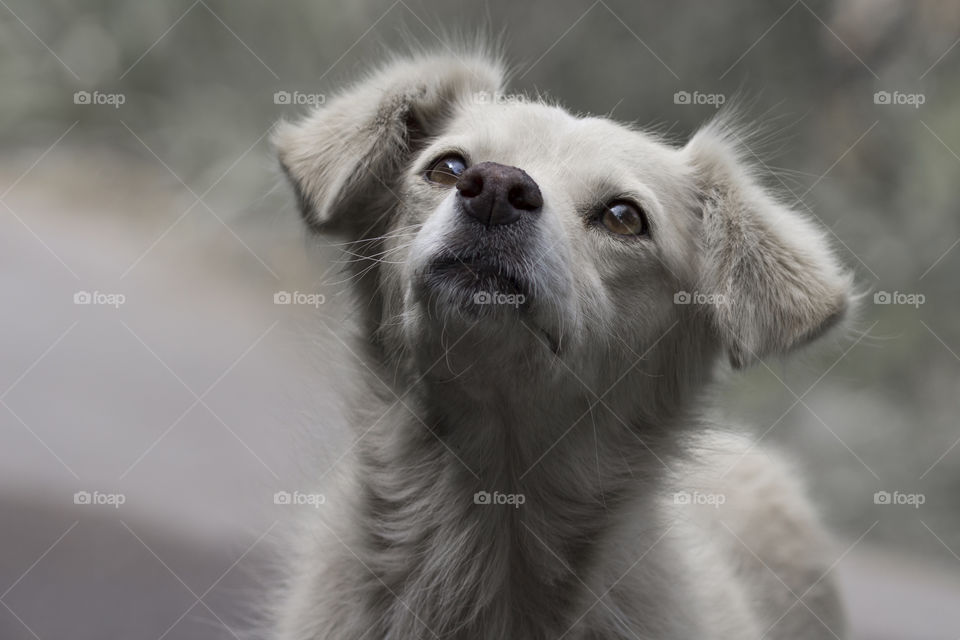 close up portrait of the dog with sad look.  black and white photo