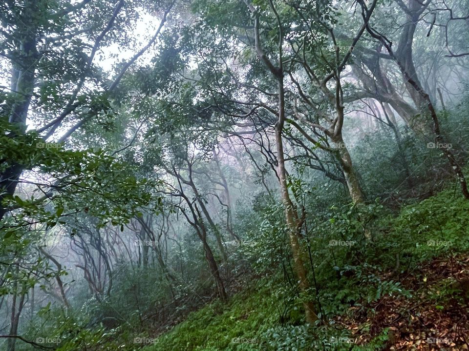 fog and forest