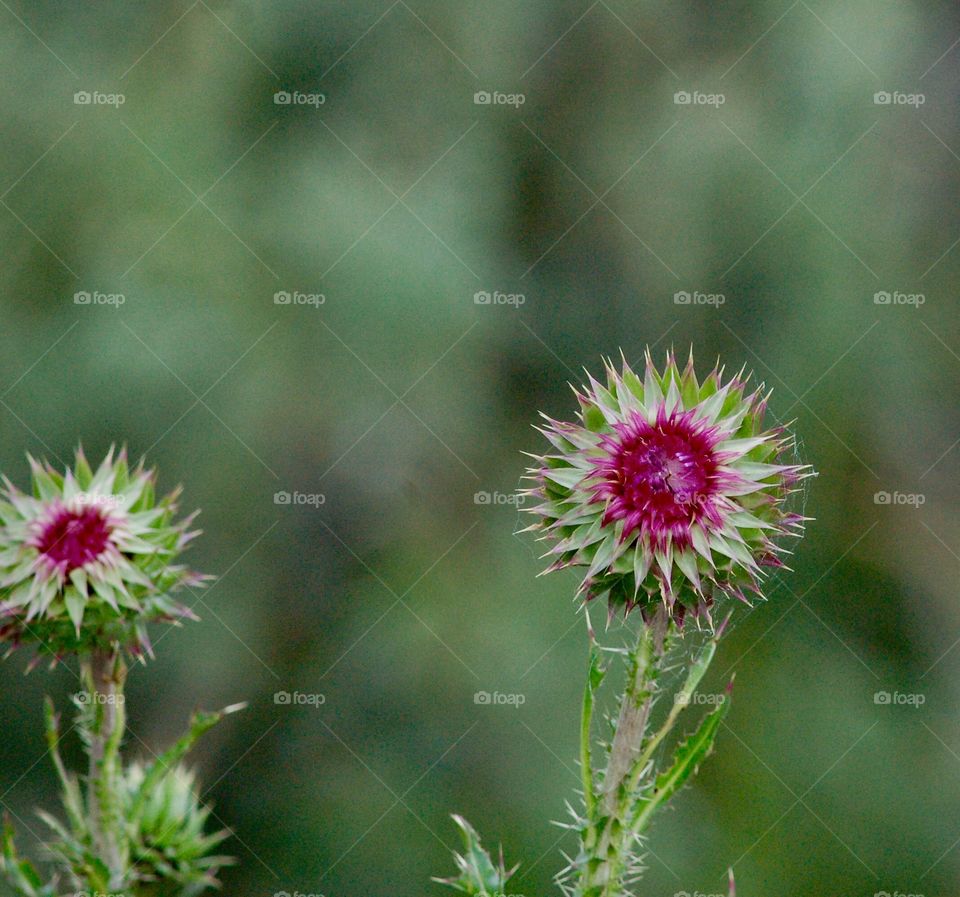 Wild Thistle And Thorns