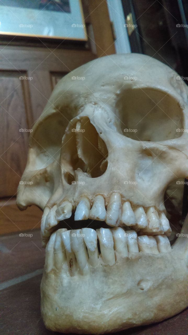 Legally obtained skull
