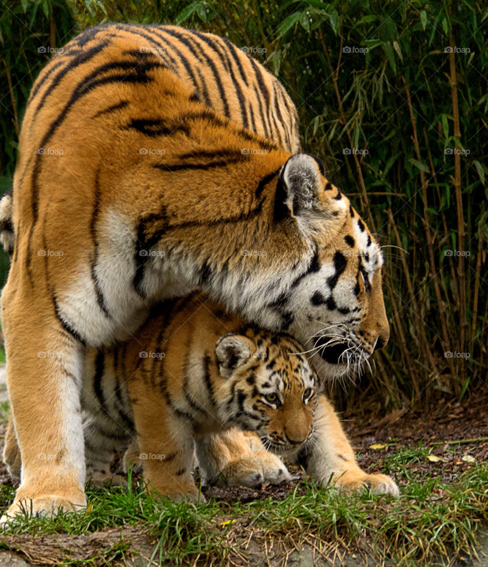 black orange cat mother by gaillewisbraznell