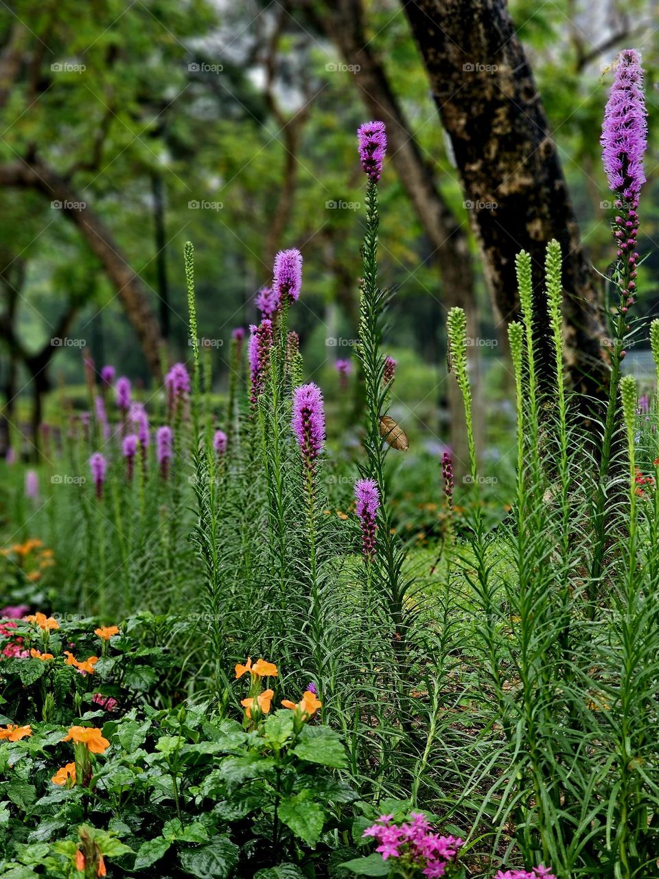 Urban natural plants and flowers in Hong Kong