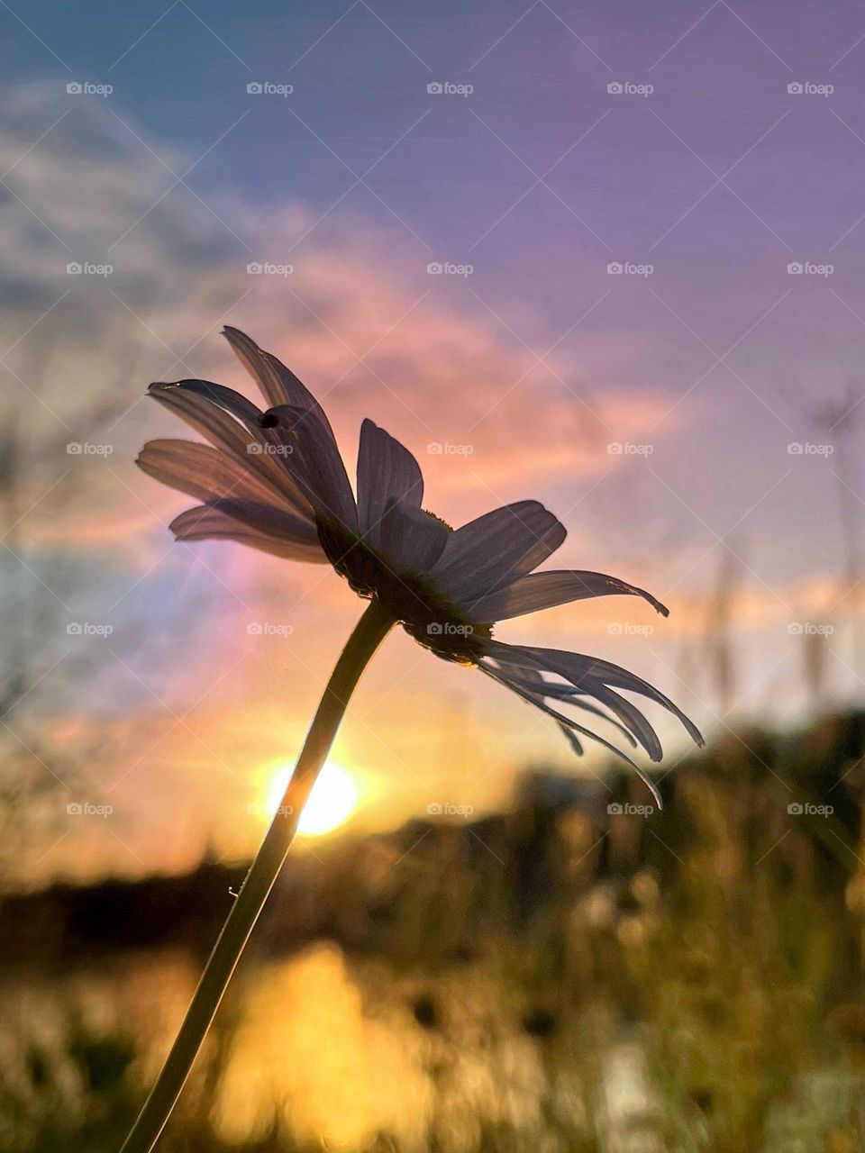 Wildflowers & the sunset