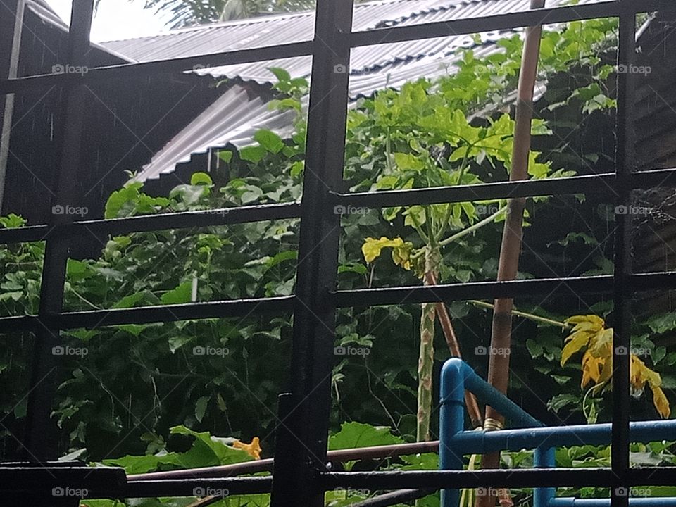 A rainy day scene with many plants and an old house from inside of my house