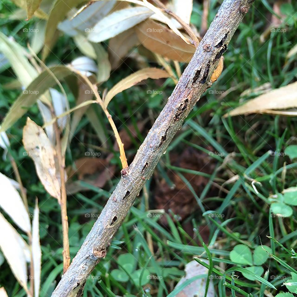 Branch with a trail of flagging due to Cicadas laying their egg on the branch