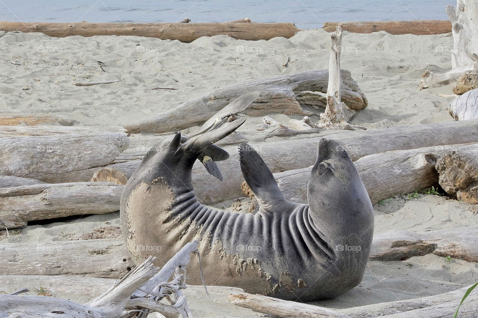 Elephant seal doing a banana pose on the beach