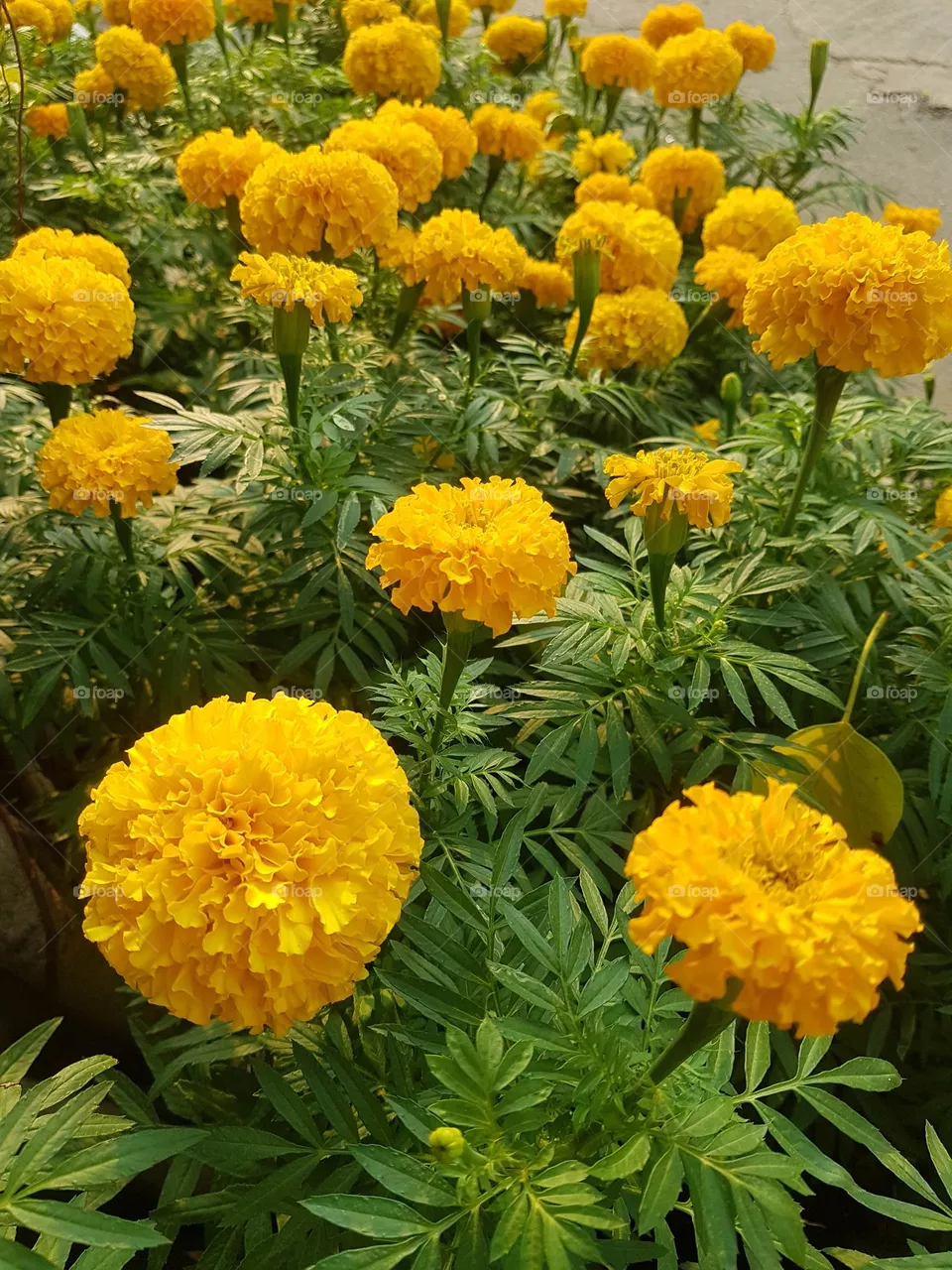 marigold