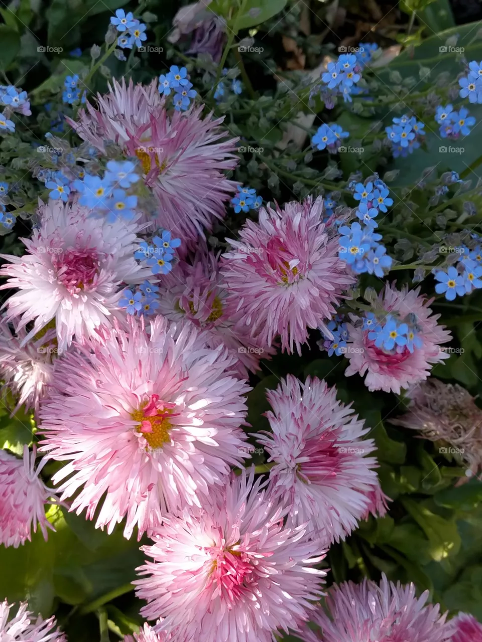 Pink flowers