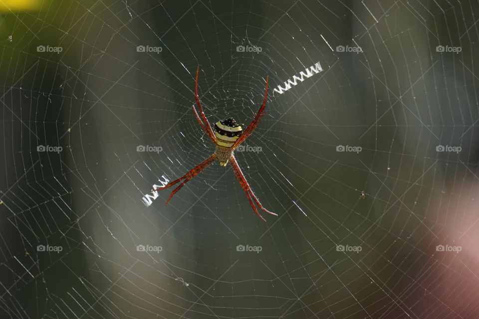 spider