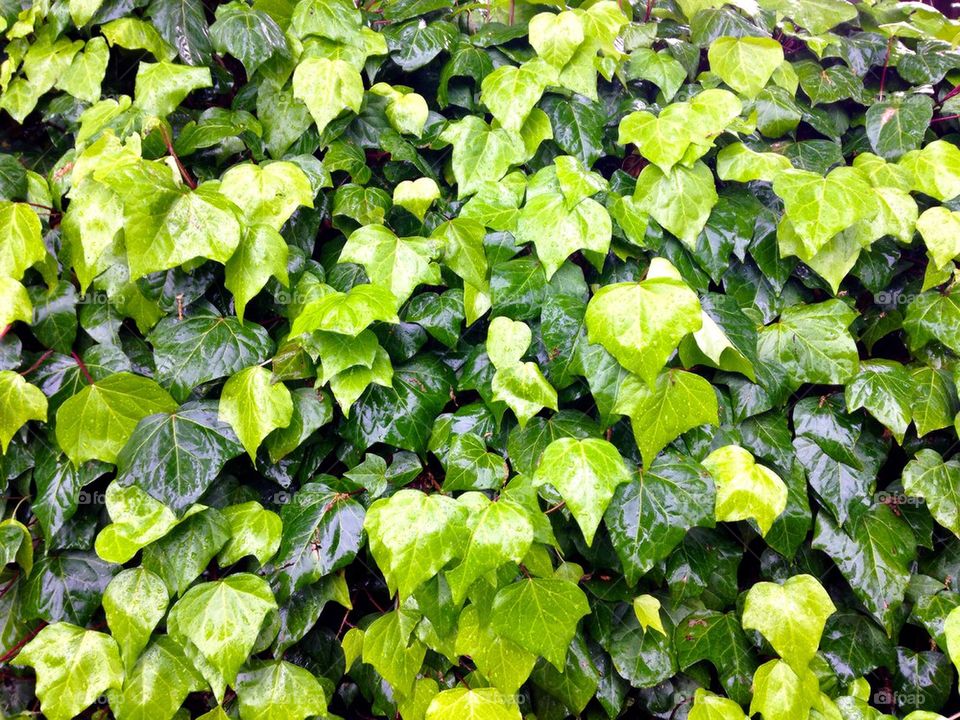Ivy Leaves