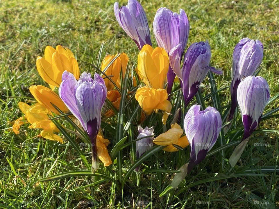 Crocuses on the grass