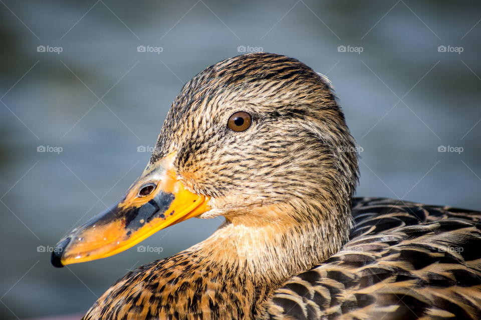 Duck eye